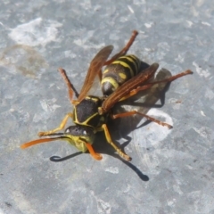 Polistes (Polistes) chinensis (Asian paper wasp) at West Belconnen Pond - 19 Apr 2024 by Christine