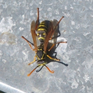 Polistes (Polistes) chinensis at West Belconnen Pond - 19 Apr 2024 11:51 AM