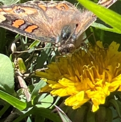 Junonia villida (Meadow Argus) at Holt, ACT - 20 Apr 2024 by JimL