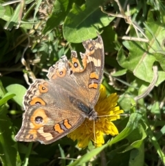 Junonia villida at Holt, ACT - 20 Apr 2024