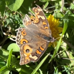 Junonia villida at Holt, ACT - 20 Apr 2024