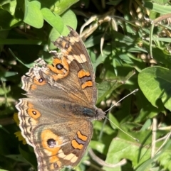 Junonia villida at Holt, ACT - suppressed