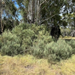 Exocarpos strictus at Pine Island to Point Hut - 11 Mar 2024