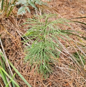 Lycopodium deuterodensum at QPRC LGA - 17 Apr 2024