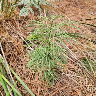 Pseudolycopodium densum (Bushy Club Moss) at QPRC LGA - 17 Apr 2024 by Csteele4