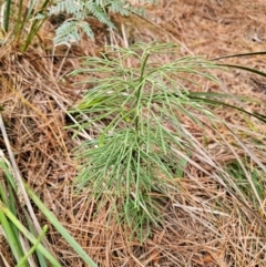 Lycopodium deuterodensum (Bushy Club Moss) at QPRC LGA - 17 Apr 2024 by Csteele4
