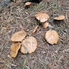 Suillus bovinus (Jersey Cow Bolete) at QPRC LGA - 17 Apr 2024 by Csteele4