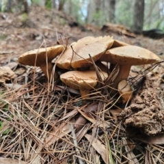 Suillus bovinus at QPRC LGA - 17 Apr 2024 01:41 PM