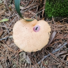 Suillus bovinus at QPRC LGA - 17 Apr 2024 01:41 PM