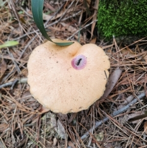 Suillus bovinus at QPRC LGA - 17 Apr 2024 01:41 PM