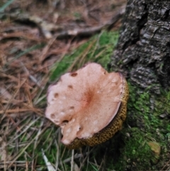 Suillus bovinus at QPRC LGA - 17 Apr 2024 01:41 PM