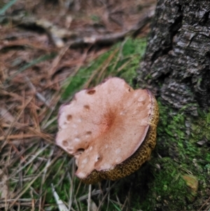 Suillus bovinus at QPRC LGA - 17 Apr 2024 01:41 PM
