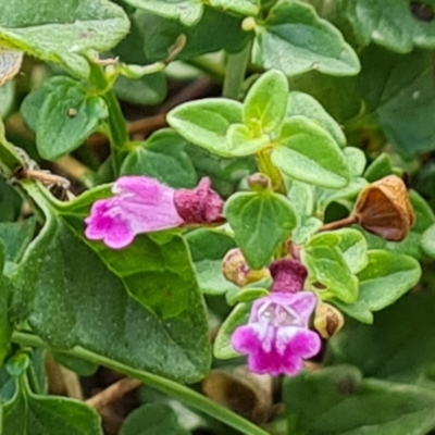 Scutellaria humilis (Dwarf Skullcap) at Isaacs Ridge - 20 Apr 2024 by Mike