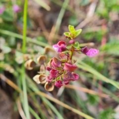 Scutellaria humilis at Isaacs Ridge - 20 Apr 2024