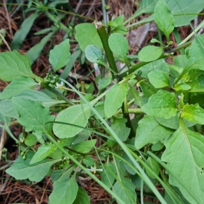 Solanum nigrum (Black Nightshade) at Isaacs Ridge and Nearby - 20 Apr 2024 by Mike