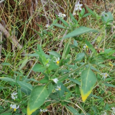 Solanum chenopodioides (Whitetip Nightshade) at Isaacs, ACT - 20 Apr 2024 by Mike