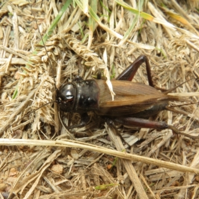 Teleogryllus commodus (Black Field Cricket) at Dunlop, ACT - 19 Apr 2024 by Christine