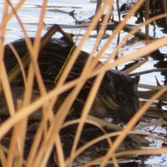 Hydromys chrysogaster (Rakali or Water Rat) at Wallaroo, ACT - 19 Apr 2024 by Christine