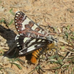 Apina callisto (Pasture Day Moth) at Dunlop, ACT - 19 Apr 2024 by Christine