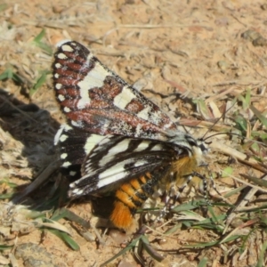 Apina callisto at West Belconnen Pond - 19 Apr 2024