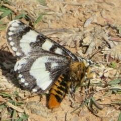 Apina callisto at West Belconnen Pond - 19 Apr 2024