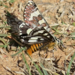 Apina callisto at West Belconnen Pond - 19 Apr 2024