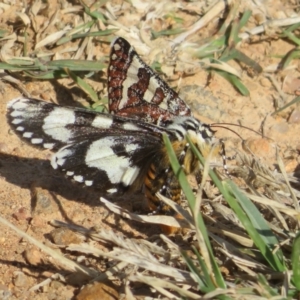 Apina callisto at West Belconnen Pond - 19 Apr 2024