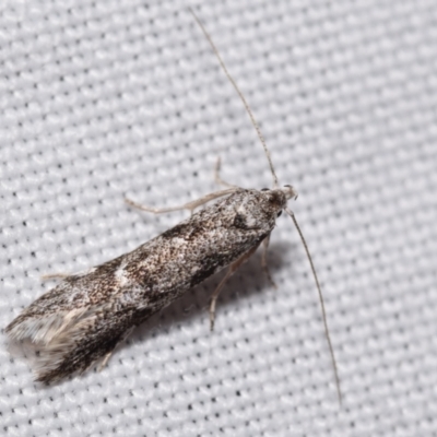 Oecophoridae (family) (Unidentified Oecophorid concealer moth) at Jerrabomberra, NSW - 16 Apr 2024 by DianneClarke