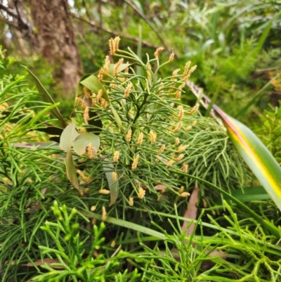 Lycopodium deuterodensum (Bushy Club Moss) at Captains Flat, NSW - 17 Apr 2024 by Csteele4