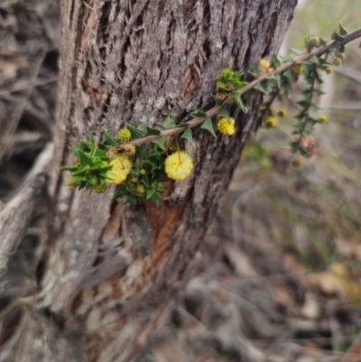 Acacia gunnii (Ploughshare Wattle) at QPRC LGA - 17 Apr 2024 by Csteele4