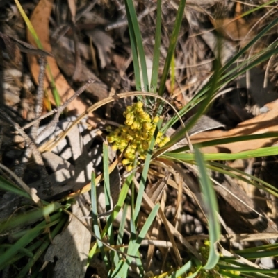Lomandra filiformis subsp. coriacea (Wattle Matrush) at Breadalbane, NSW - 15 Apr 2024 by Csteele4
