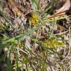 Lomandra filiformis subsp. coriacea at Breadalbane, NSW - 15 Apr 2024 10:04 AM