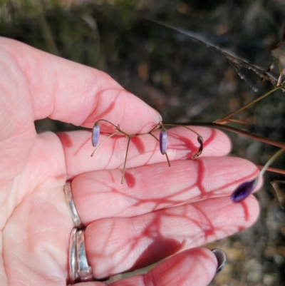 Dianella revoluta var. revoluta (Black-Anther Flax Lily) at QPRC LGA - 28 Apr 2024 by Csteele4