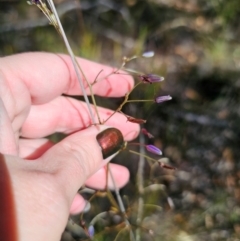 Dianella revoluta var. revoluta at QPRC LGA - 28 Apr 2024 02:13 PM