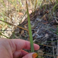 Dianella revoluta var. revoluta at QPRC LGA - 28 Apr 2024