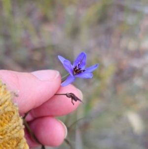 Dianella revoluta var. revoluta at QPRC LGA - 28 Apr 2024