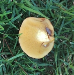 Unidentified Fungus at Dalmeny, NSW - 19 Apr 2024 by Teresa
