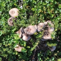 Unidentified Fungus at Dalmeny, NSW - 20 Apr 2024 by Teresa
