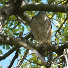 Accipiter cirrocephalus (Collared Sparrowhawk) at Hall, ACT - 20 Apr 2024 by Anna123