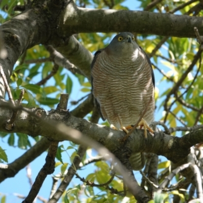 Accipiter cirrocephalus (Collared Sparrowhawk) at Hall, ACT - 20 Apr 2024 by Anna123