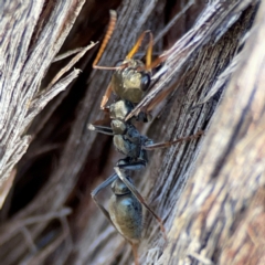 Myrmecia sp., pilosula-group (Jack jumper) at Carwoola, NSW - 19 Apr 2024 by Hejor1