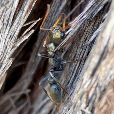 Myrmecia sp., pilosula-group (Jack jumper) at QPRC LGA - 19 Apr 2024 by Hejor1