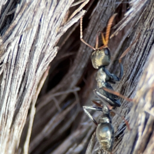 Myrmecia sp., pilosula-group at QPRC LGA - 20 Apr 2024 09:18 AM