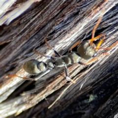 Myrmecia sp., pilosula-group at QPRC LGA - 20 Apr 2024