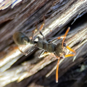 Myrmecia sp., pilosula-group at QPRC LGA - 20 Apr 2024