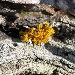Teloschistes sp. (genus) (A lichen) at Carwoola, NSW - 19 Apr 2024 by Hejor1