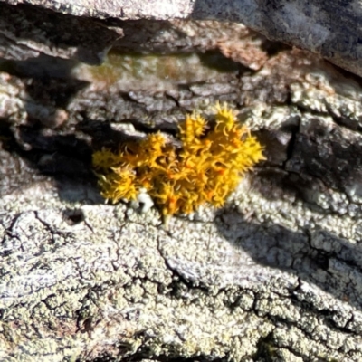 Teloschistes sp. (genus) (A lichen) at QPRC LGA - 20 Apr 2024 by Hejor1