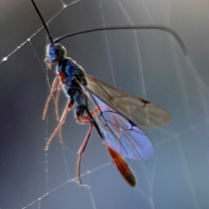 Monomachus antipodalis at QPRC LGA - 20 Apr 2024