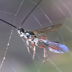 Monomachus antipodalis at QPRC LGA - 20 Apr 2024