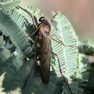 Stratiomyidae (family) at QPRC LGA - 20 Apr 2024 09:32 AM